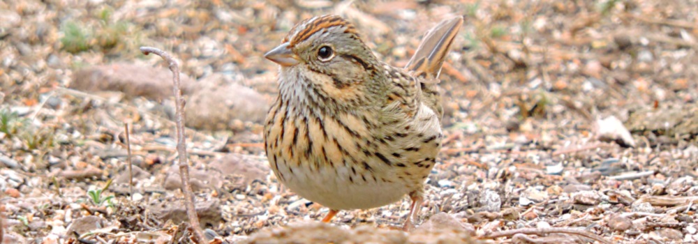Conical Billed Song BirdsLincoln&prime;s Sparrow