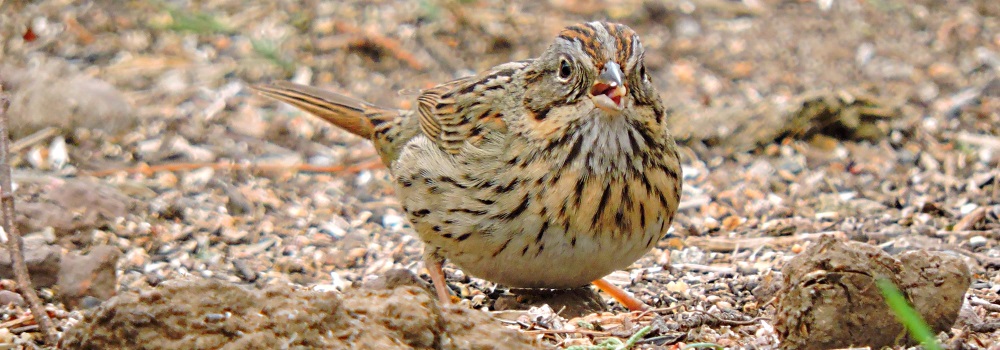 Conical Billed Song BirdsLincoln&prime;s Sparrow