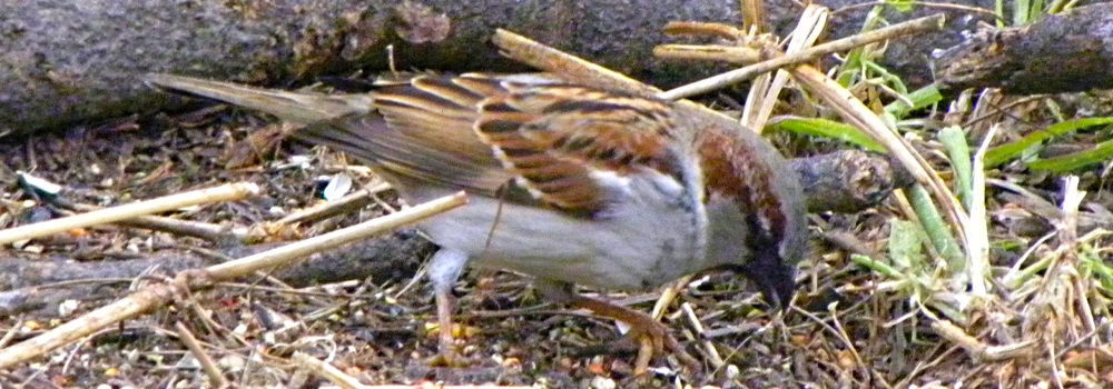 Conical Billed Song BirdsHouse Sparrow