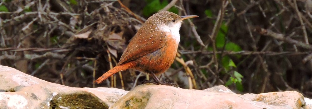 Curved Billed Song BirdsCanyon Wren