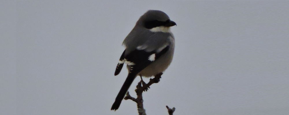 Flycatching Billed Song BirdsLoggerhead Shrike