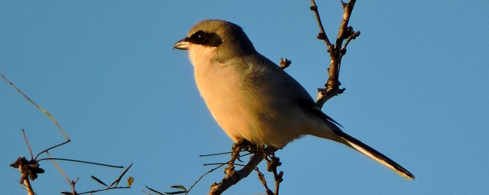 Flycatching Billed Song BirdsLoggerhead Shrike