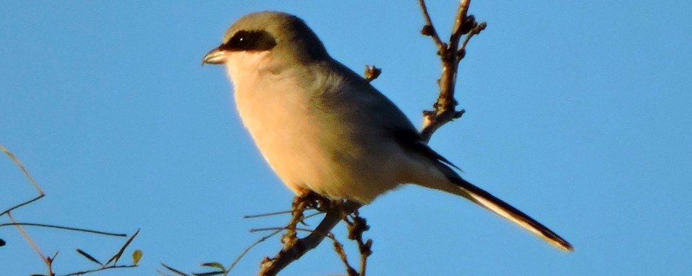 Flycatching Billed Song BirdsLoggerhead Shrike