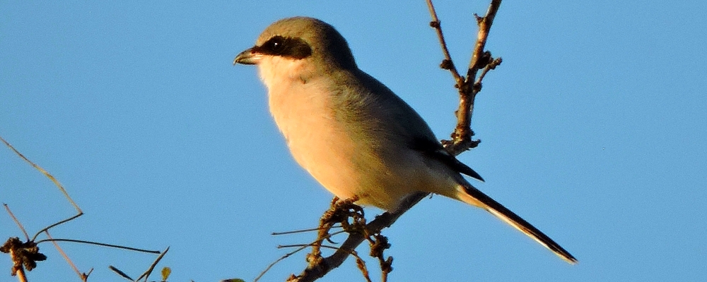 Flycatching Billed Song BirdsLoggerhead Shrike