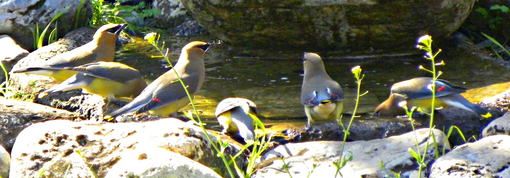 Flycatching Billed BirdsCedar Waxwing