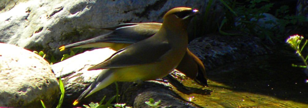 Flycatching Billed BirdsCedar Waxwing