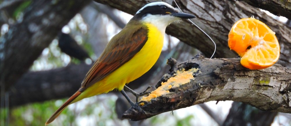 Flycatching Billed BirdsGreat Kiskadee