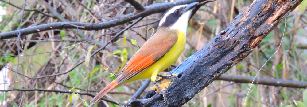 Flycatching Billed BirdsGreat Kiskadee