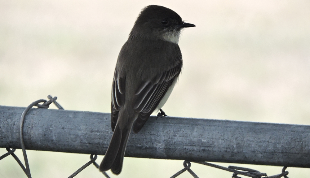 Flycatching Billed Song BirdsThe Eastern Wood-Peewee