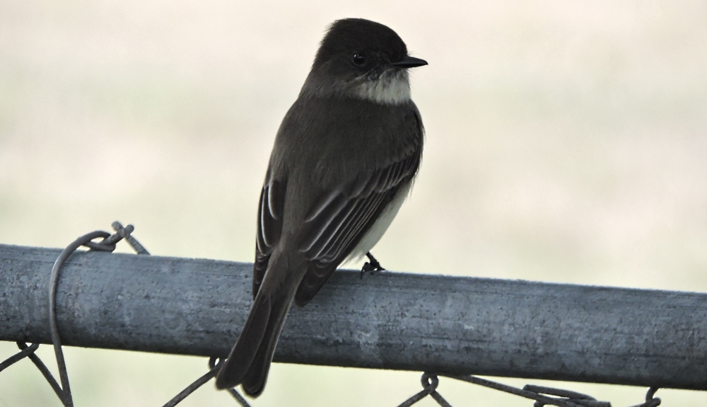 Flycatching Billed Song BirdsThe Eastern Wood-Peewee