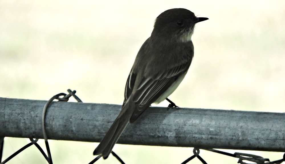 Flycatching Billed Song BirdsThe Eastern Wood-Peewee