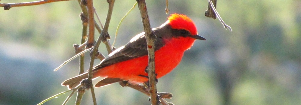 Flycatching Billed Song Birds2010 Journey, Vermilion Flycatcher