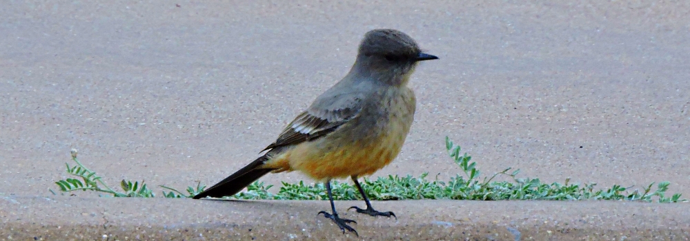 Flycatching Billed Song Birds2019 Journey, Vermilion Flycatcher