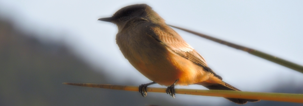 Flycatching Billed Song Birds2019 Journey, Vermilion Flycatcher