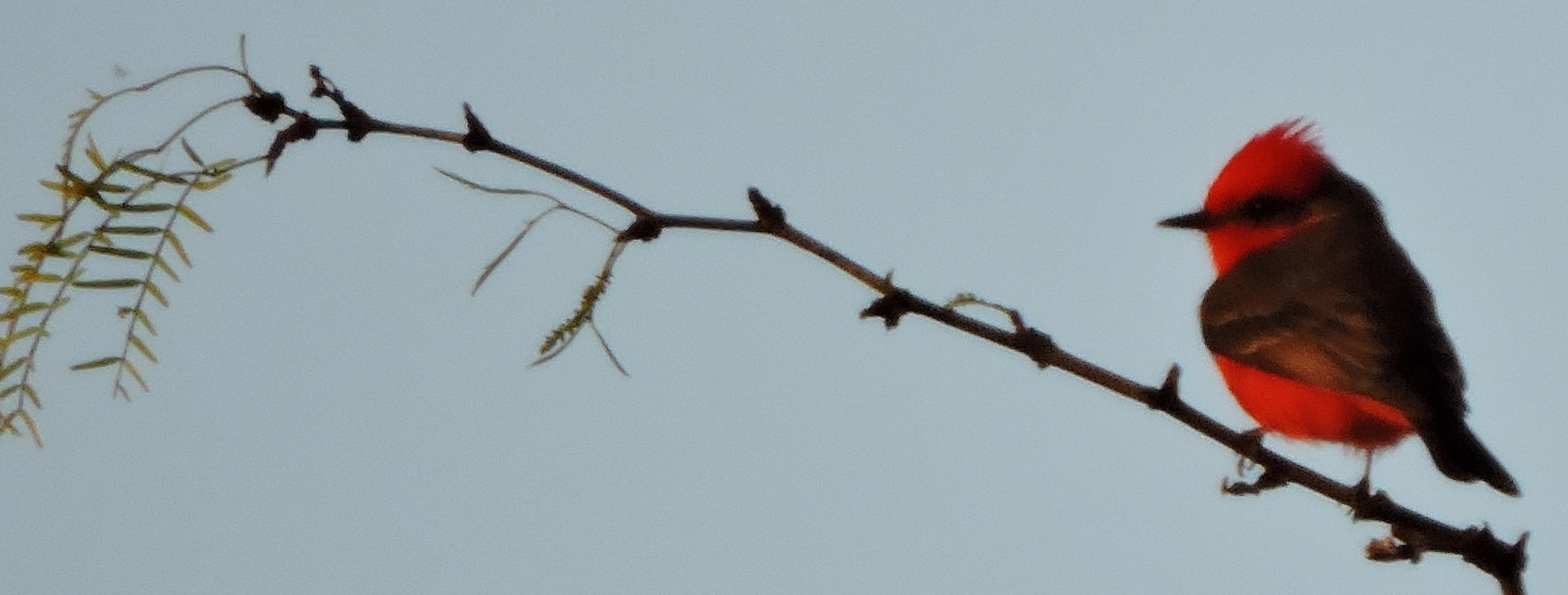 Flycatching Billed Song Birds2019 Journey, Vermilion Flycatcher