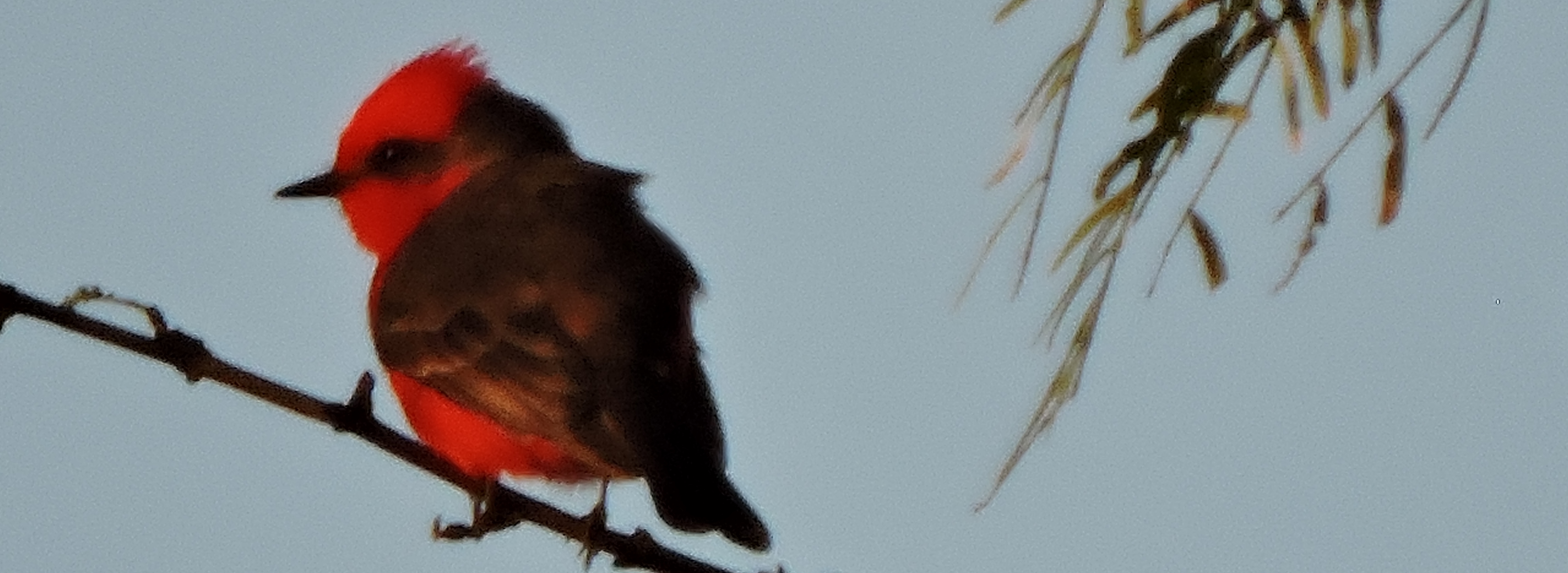 Flycatching Billed Song Birds2019 Journey, Vermilion Flycatcher
