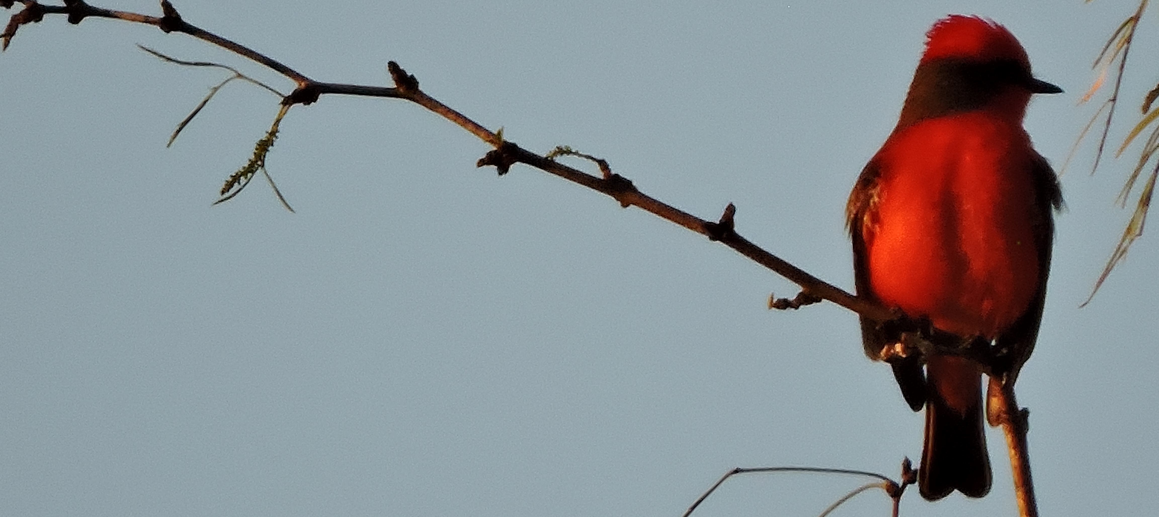 Flycatching Billed Song Birds2019 Journey, Vermilion Flycatcher