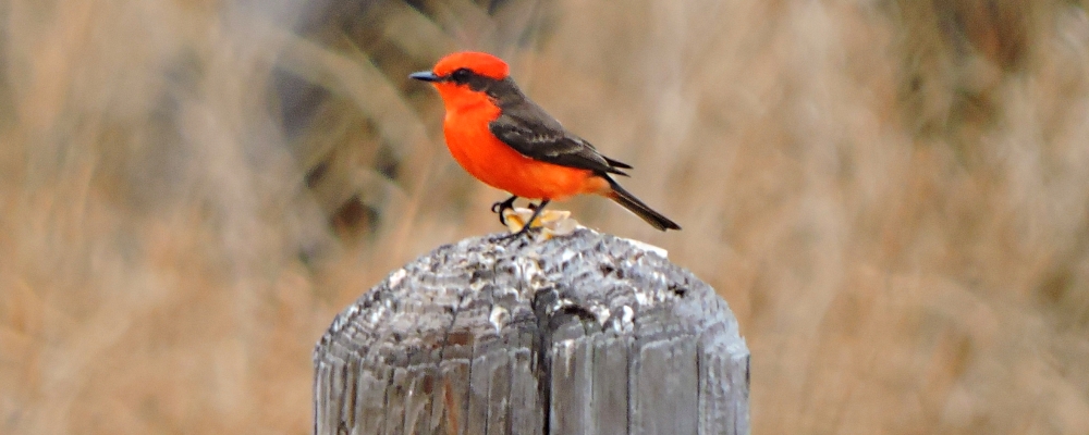Flycatching Billed Song Birds2020 Journey, Vermilion Flycatcher