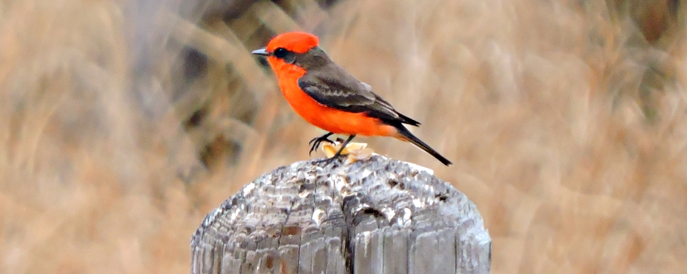 Flycatching Billed Song Birds2020 Journey, Vermilion Flycatcher