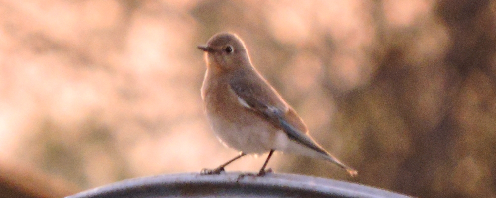 Flycatching Billed Song Birds2020 Journey, Vermilion Flycatcher