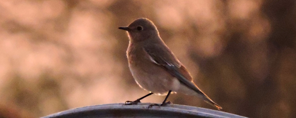 Flycatching Billed Song Birds2020 Journey, Vermilion Flycatcher