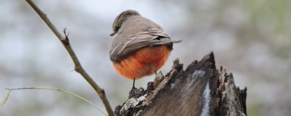 Flycatching Billed Song Birds2021 Journey, Vermilion Flycatcher