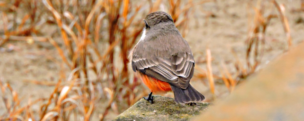 Flycatching Billed Song Birds2021 Journey, Vermilion Flycatcher