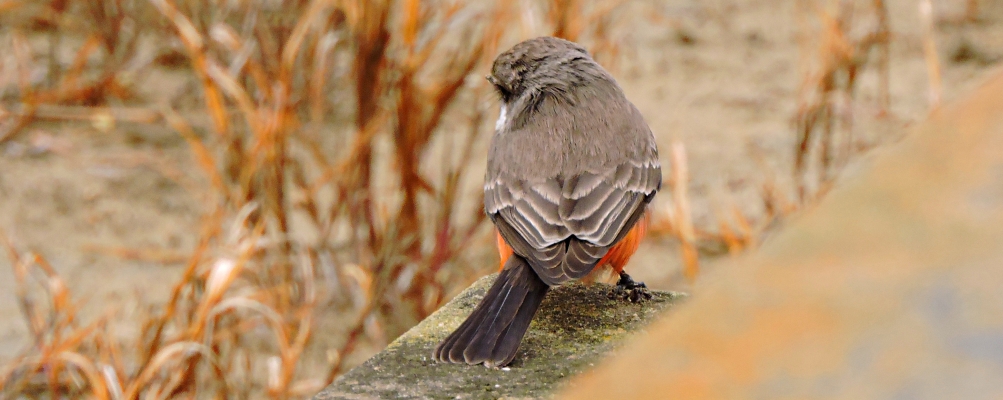 Flycatching Billed Song Birds2021 Journey, Vermilion Flycatcher
