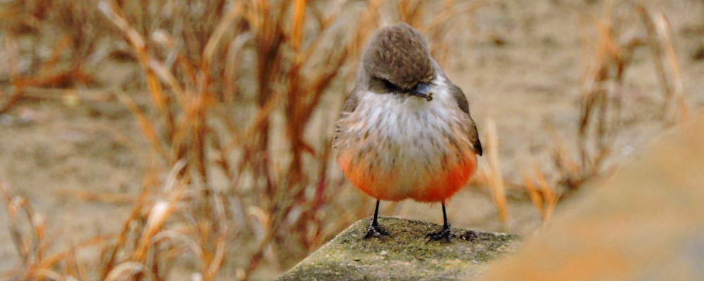 Flycatching Billed Song Birds2021 Journey, Vermilion Flycatcher