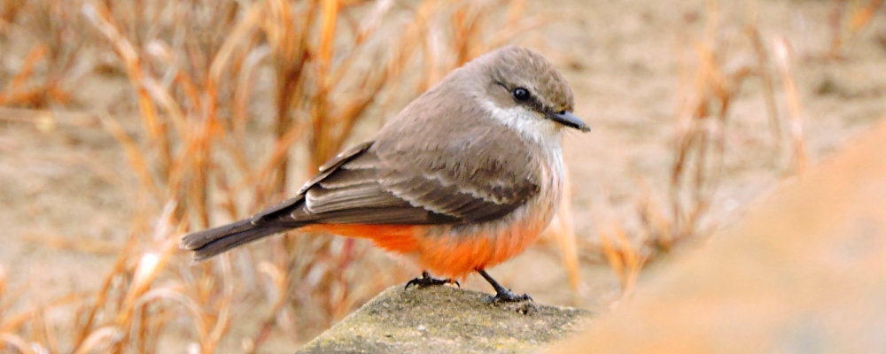 Flycatching Billed Song Birds2021 Journey, Vermilion Flycatcher