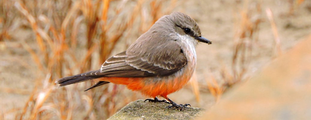 Flycatching Billed Song Birds2021 Journey, Vermilion Flycatcher