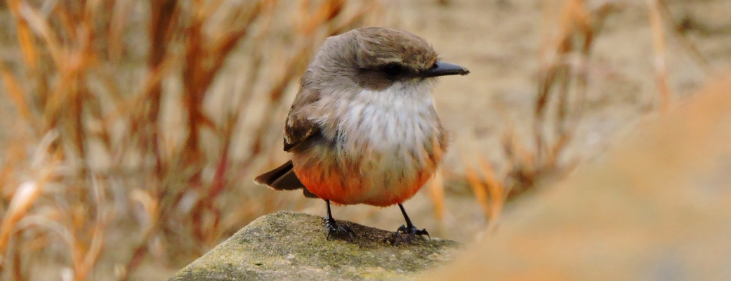 Flycatching Billed Song Birds2021 Journey, Vermilion Flycatcher