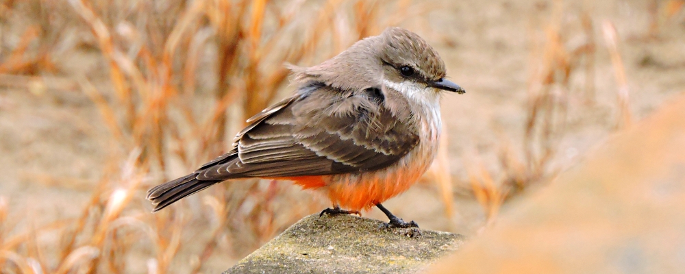 Flycatching Billed Song Birds2021 Journey, Vermilion Flycatcher