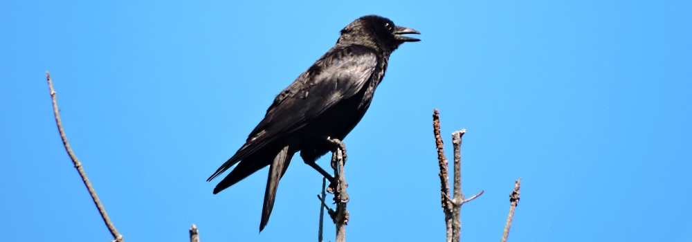Straight Billed Song BirdsAmerican Crow