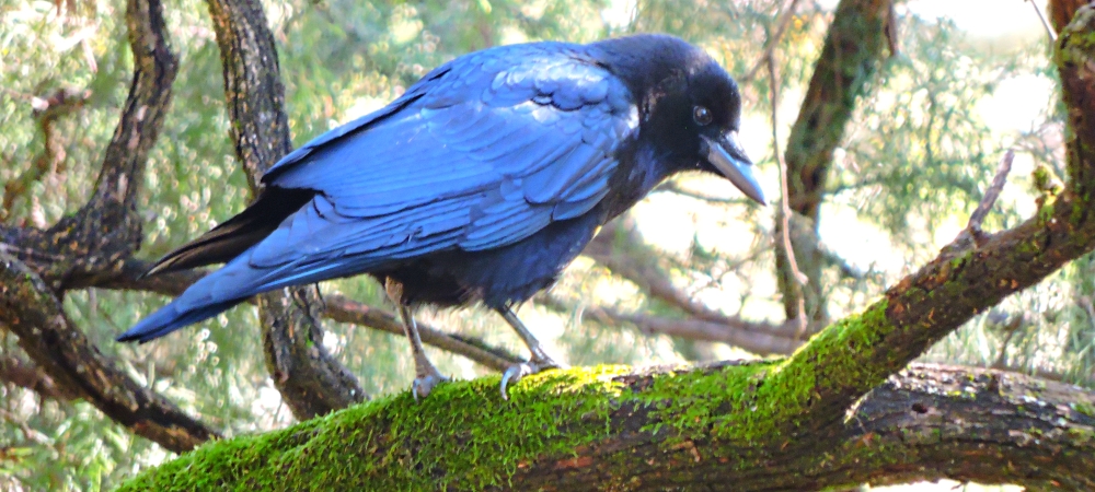The SevensBonham State Park Campground, Texas