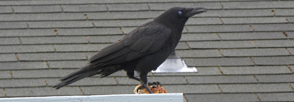 Straight Billed Song BirdsNorthwest Crow