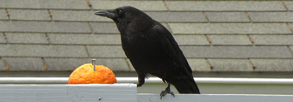 Straight Billed Song BirdsNorthwest Crow