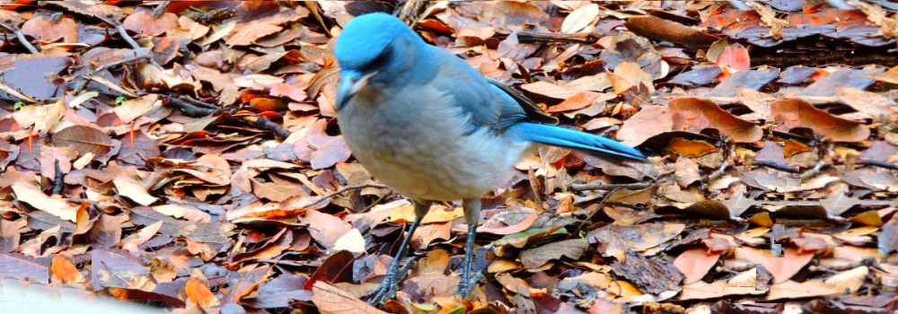 Straight Billed Song BirdsMexican Jay