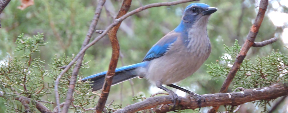 Straight Billed BirdsWestern Scrub Jam