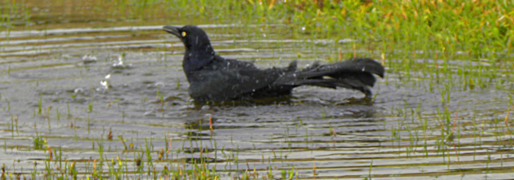 Straight Billed Song BirdsGreat-tailed Grackle