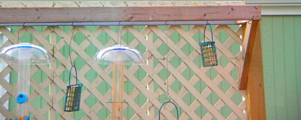 Backyard Deck BirdingFeeding and Photographing