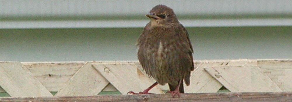 Straight Billed Song BirdsStarling