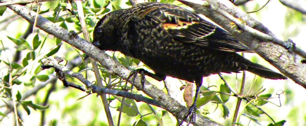 Straight Billed Song BirdsStarling