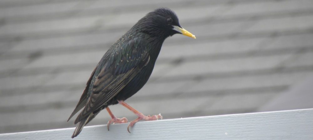 Straight Billed Song BirdsStarling