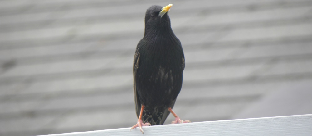 Straight Billed Song BirdsStarling