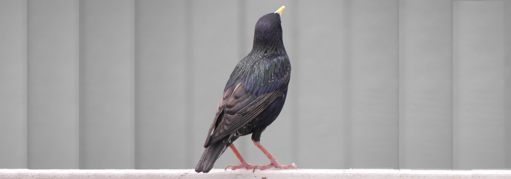Straight Billed Song BirdsStarling