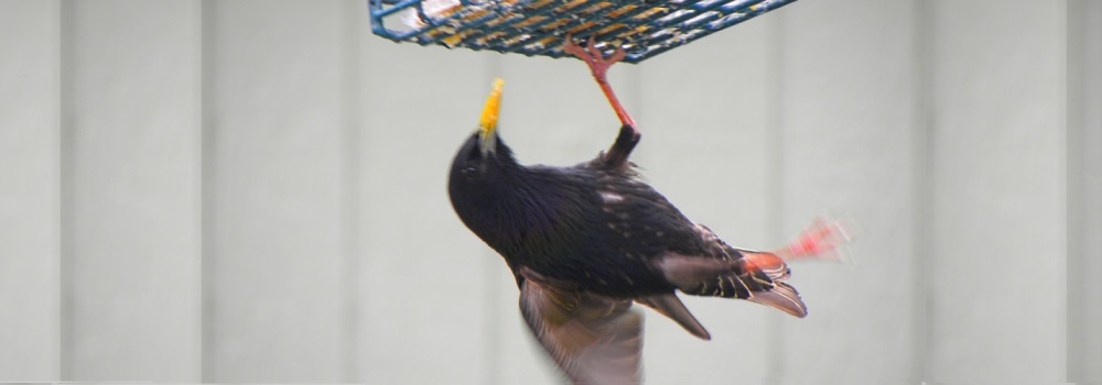 Straight Billed Song BirdsStarling