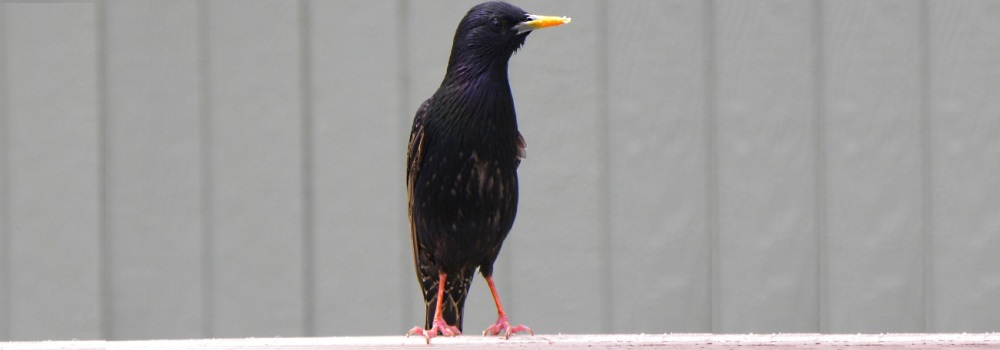 Straight Billed Song BirdsStarling