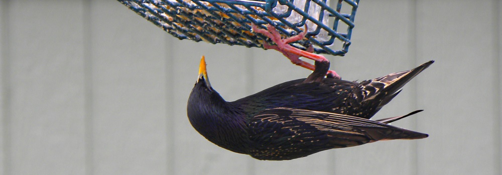 Straight Billed Song BirdsStarling