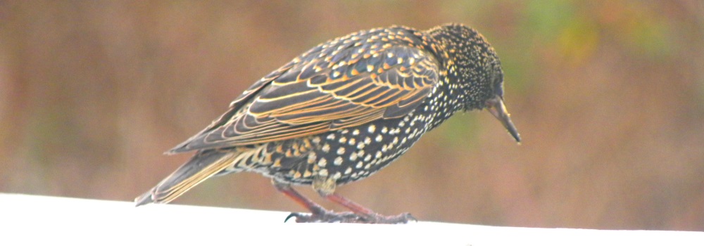 Straight Billed Song BirdsStarling